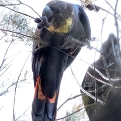 Calyptorhynchus lathami lathami at Penrose, NSW - suppressed