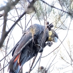 Calyptorhynchus lathami lathami at Penrose, NSW - suppressed