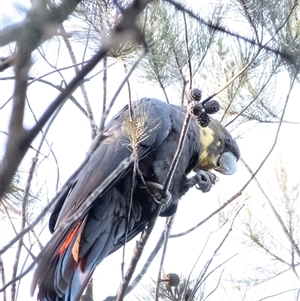Calyptorhynchus lathami lathami at Penrose, NSW - suppressed