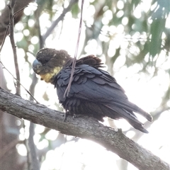Calyptorhynchus lathami lathami at Penrose, NSW - suppressed