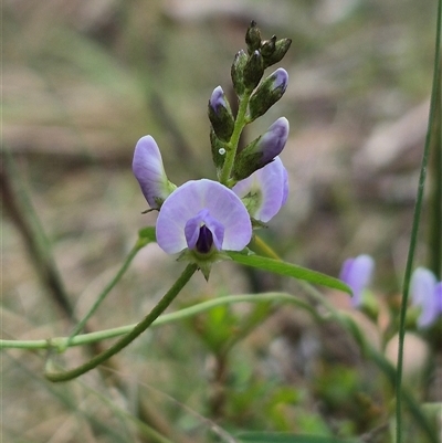 Glycine clandestina (Twining Glycine) at Monga, NSW - 27 Nov 2024 by clarehoneydove