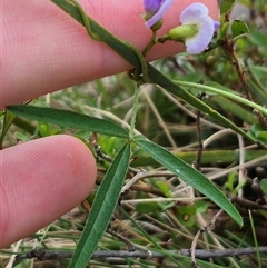 Glycine clandestina at Monga, NSW - 28 Nov 2024