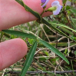 Glycine clandestina at Monga, NSW - 28 Nov 2024