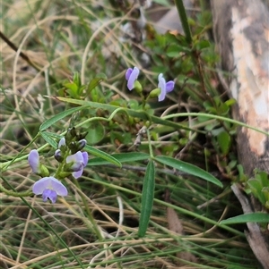 Glycine clandestina at Monga, NSW - 28 Nov 2024