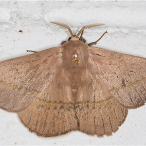 Anthela varia at Melba, ACT - 26 Nov 2024 10:31 PM