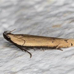 Mesophleps (genus) at Melba, ACT - 26 Nov 2024