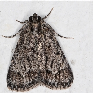 Spectrotrota fimbrialis at Melba, ACT - 26 Nov 2024 10:19 PM