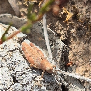 Pardillana limbata at Bungendore, NSW by clarehoneydove