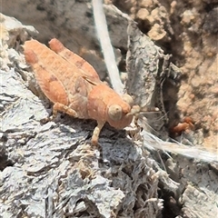 Phaulacridium vittatum at Bungendore, NSW - suppressed