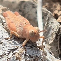 Phaulacridium vittatum at Bungendore, NSW - suppressed