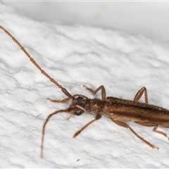 Phalota binocularis at Melba, ACT - 26 Nov 2024