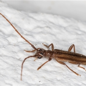 Phalota binocularis at Melba, ACT - 26 Nov 2024