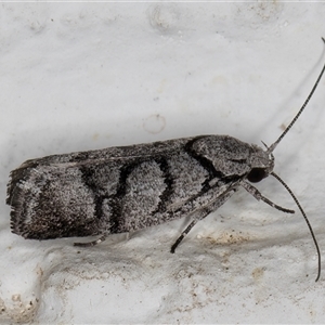 Lichenaula onychodes at Melba, ACT - 26 Nov 2024