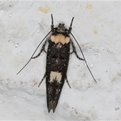 Leptozestis and Trachydora (genera) (A cosmet moth) at Melba, ACT - 26 Nov 2024 by kasiaaus