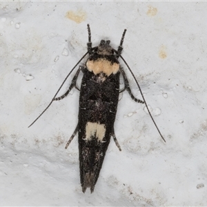 Leptozestis and Trachydora (genera) at Melba, ACT - 26 Nov 2024