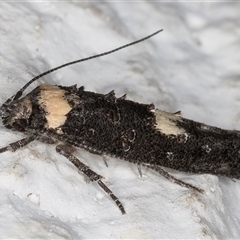 Leptozestis and Trachydora (genera) at Melba, ACT - 26 Nov 2024 10:29 PM