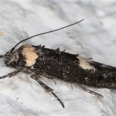 Leptozestis and Trachydora (genera) at Melba, ACT - 26 Nov 2024