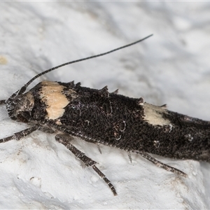 Leptozestis and Trachydora (genera) at Melba, ACT - 26 Nov 2024