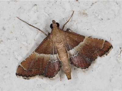 Persicoptera compsopa (A Pyralid moth (Pyralinae)) at Melba, ACT - 26 Nov 2024 by kasiaaus