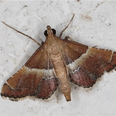 Persicoptera compsopa (A Pyralid moth (Pyralinae)) at Melba, ACT - 26 Nov 2024 by kasiaaus