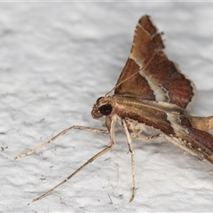 Persicoptera compsopa at Melba, ACT - 26 Nov 2024