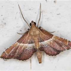 Persicoptera compsopa at Melba, ACT - 26 Nov 2024 10:33 PM