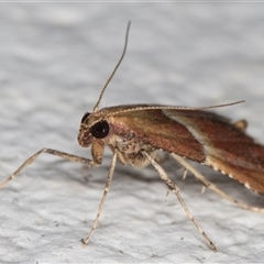 Persicoptera compsopa at Melba, ACT - 26 Nov 2024 10:33 PM