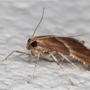 Persicoptera compsopa at Melba, ACT - 26 Nov 2024