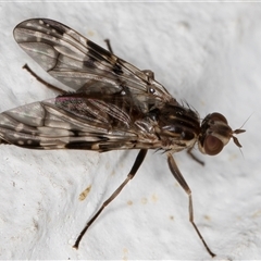 Cardiacera sp. (genus) at Melba, ACT - 26 Nov 2024 by kasiaaus