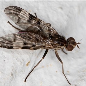 Cardiacera sp. (genus) at Melba, ACT - 26 Nov 2024 10:34 PM