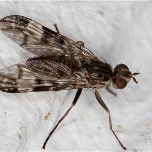 Cardiacera sp. (genus) at Melba, ACT - 26 Nov 2024 10:34 PM