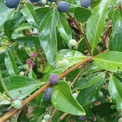 Unidentified Plant at Pipeclay, NSW - 30 Nov 2024 by MVM