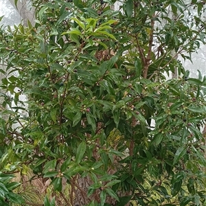 Notelaea longifolia at Pipeclay, NSW - suppressed