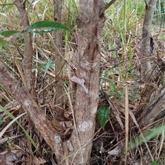 Notelaea longifolia at Pipeclay, NSW - suppressed