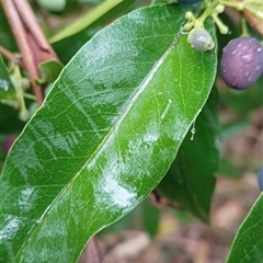 Notelaea longifolia at Pipeclay, NSW - suppressed