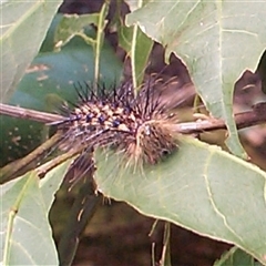 Lepidoptera unclassified IMMATURE by MVM