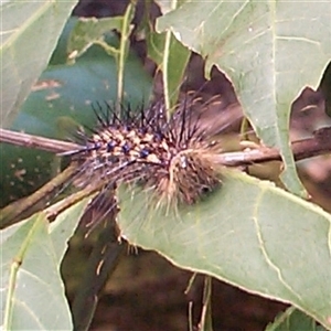 Unidentified Moth (Lepidoptera) at Pipeclay, NSW by MVM