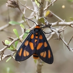 Amata nigriceps (A Handmaiden moth) at Mongarlowe, NSW - 27 Nov 2024 by LisaH