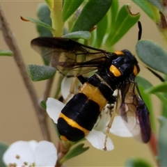 Pterygophorus cinctus at Mongarlowe, NSW - 27 Nov 2024 by LisaH