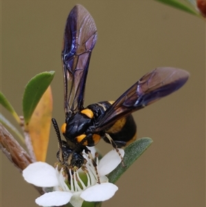 Pterygophorus cinctus at Mongarlowe, NSW - suppressed