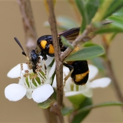 Pterygophorus cinctus at Mongarlowe, NSW - suppressed