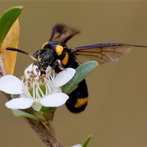 Pterygophorus cinctus at Mongarlowe, NSW - suppressed