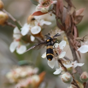 Pterygophorus cinctus at Mongarlowe, NSW - suppressed