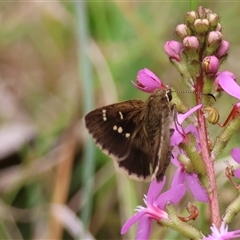 Toxidia parvula (Banded Grass-skipper) at Mongarlowe, NSW - 27 Nov 2024 by LisaH