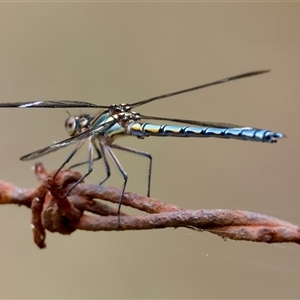 Diphlebia lestoides at Mongarlowe, NSW - suppressed