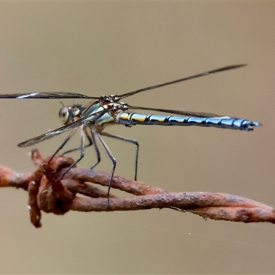 Diphlebia lestoides (Whitewater Rockmaster) at Mongarlowe, NSW - 28 Nov 2024 by LisaH