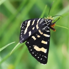 Phalaenoides tristifica (Willow-herb Day-moth) at Mongarlowe, NSW - 28 Nov 2024 by LisaH