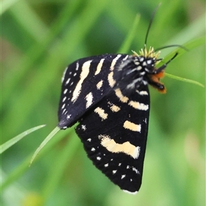 Phalaenoides tristifica (Willow-herb Day-moth) at Mongarlowe, NSW by LisaH