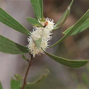 Hakea dactyloides at Mongarlowe, NSW - suppressed