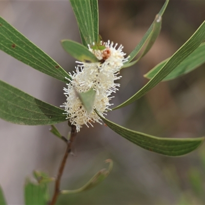 Hakea dactyloides (Finger Hakea) at Mongarlowe, NSW - 28 Nov 2024 by LisaH